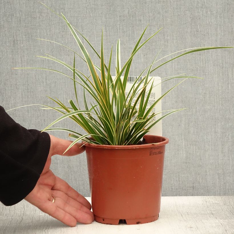 Spécimen de Carex oshimensis Everglow - Laîche d'Oshima Pot de 1,5L/2L tel que livré en été