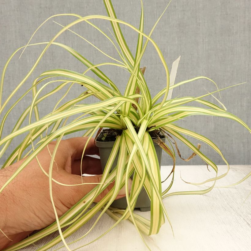 Spécimen de Carex oshimensis Evergold  Godet de 8/9 cm tel que livré en été