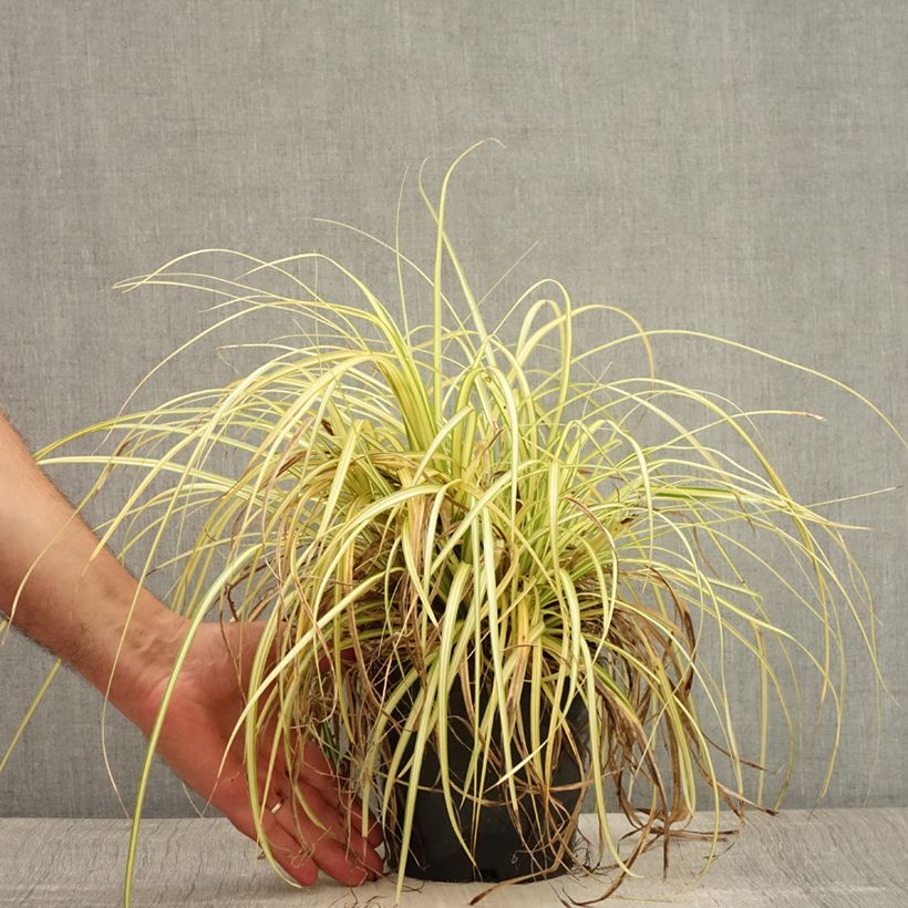 Spécimen de Carex oshimensis Evergold  Pot de 2L/3L tel que livré en été