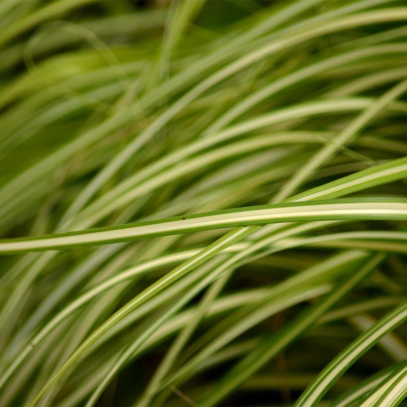 Carex oshimensis Evergold  (Feuillage)