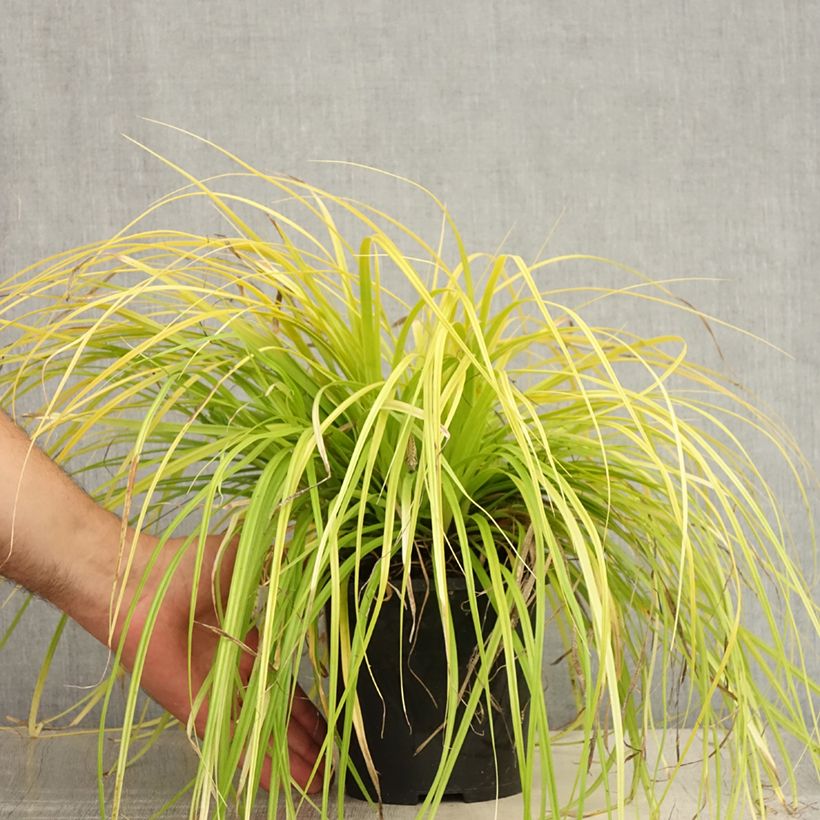 Spécimen de Carex oshimensis Everillo - Laîche d'Oshima Pot de 2L/3L tel que livré en été