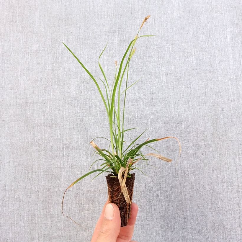 Spécimen de Carex oshimensis Everlime - Laîche d'Oshima  - Mini-motte Ø 3/4 cm tel que livré au printemps