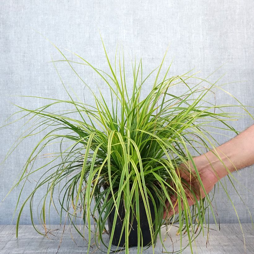 Spécimen de Carex oshimensis Everlime - Laîche d'Oshima  Pot de 2L/3L tel que livré en été