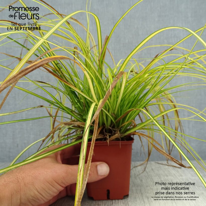Spécimen de Carex oshimensis Eversheen - Laîche d'Oshima Godet de 8/9 cm tel que livré en été
