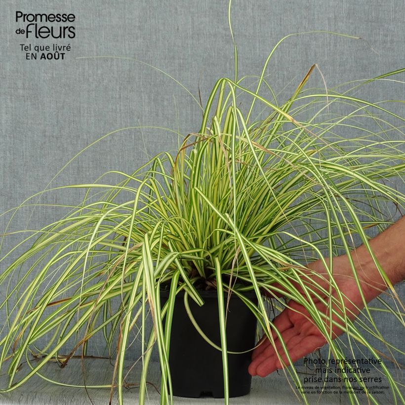 Spécimen de Carex oshimensis Eversheen - Laîche d'Oshima Pot de 2L/3L tel que livré en été