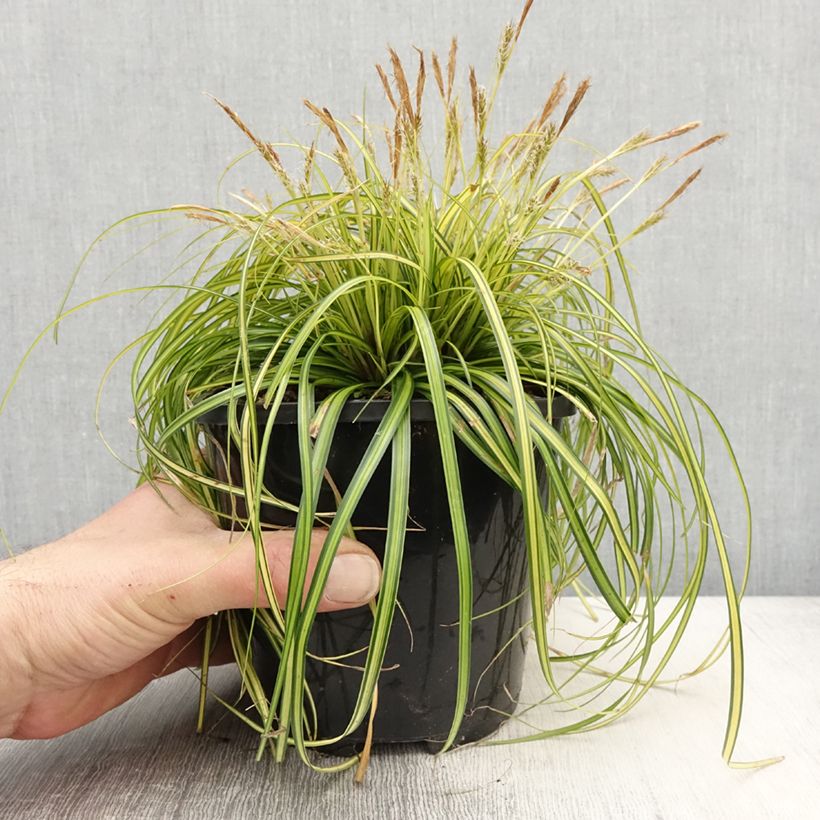 Spécimen de Carex oshimensis Eversheen - Laîche d'Oshima - Pot de 2L/3L tel que livré au printemps