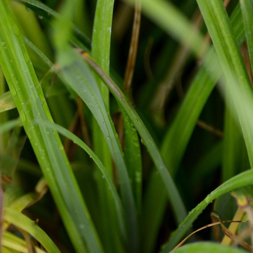 Carex pendula - Laîche pendante (Feuillage)