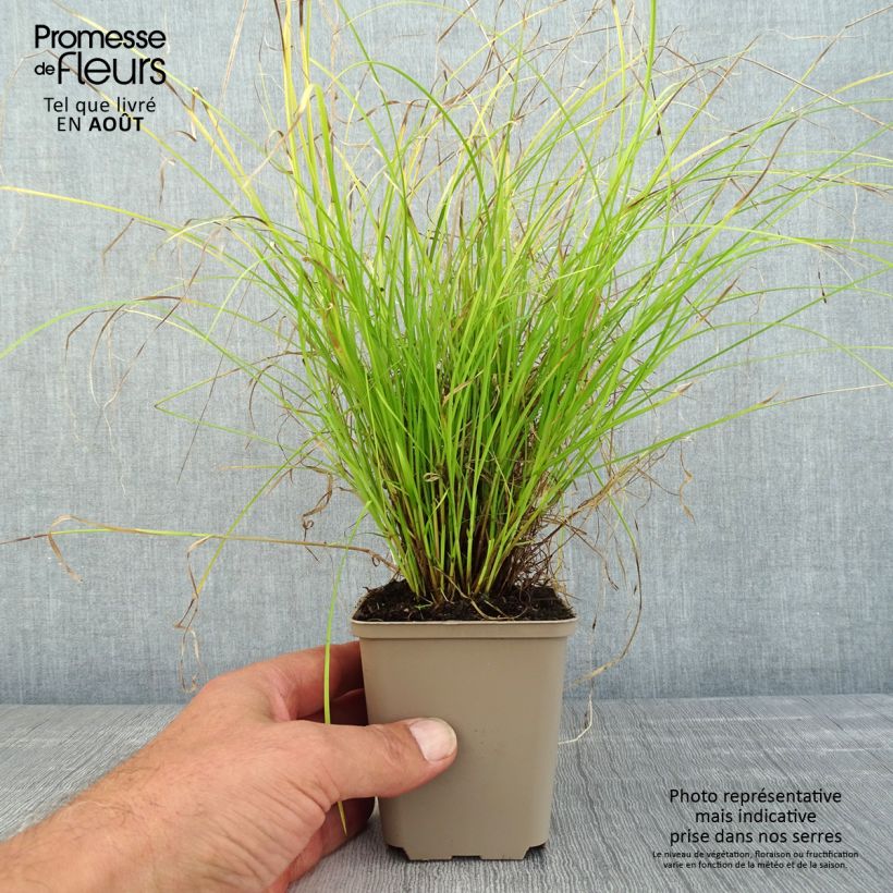 Spécimen de Carex remota - Laîche espacée Godet de 8/9 cm tel que livré en été