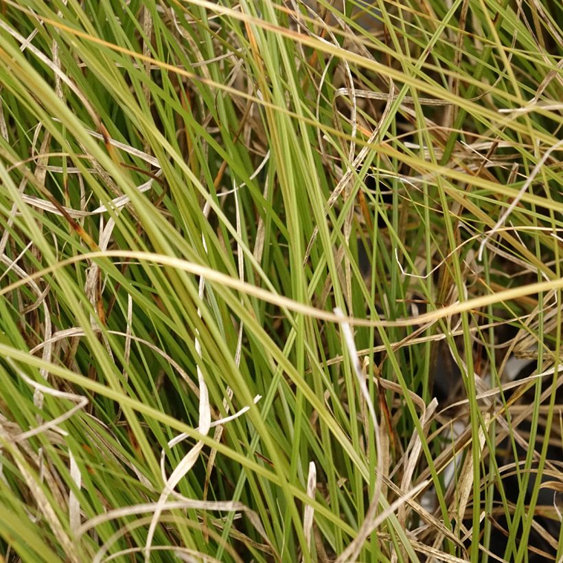 Carex secta - Laîche (Feuillage)