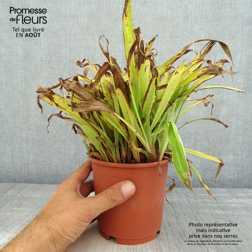 Spécimen de Carex siderosticha Variegata - Laîche Pot de 1L/1,5L tel que livré en été
