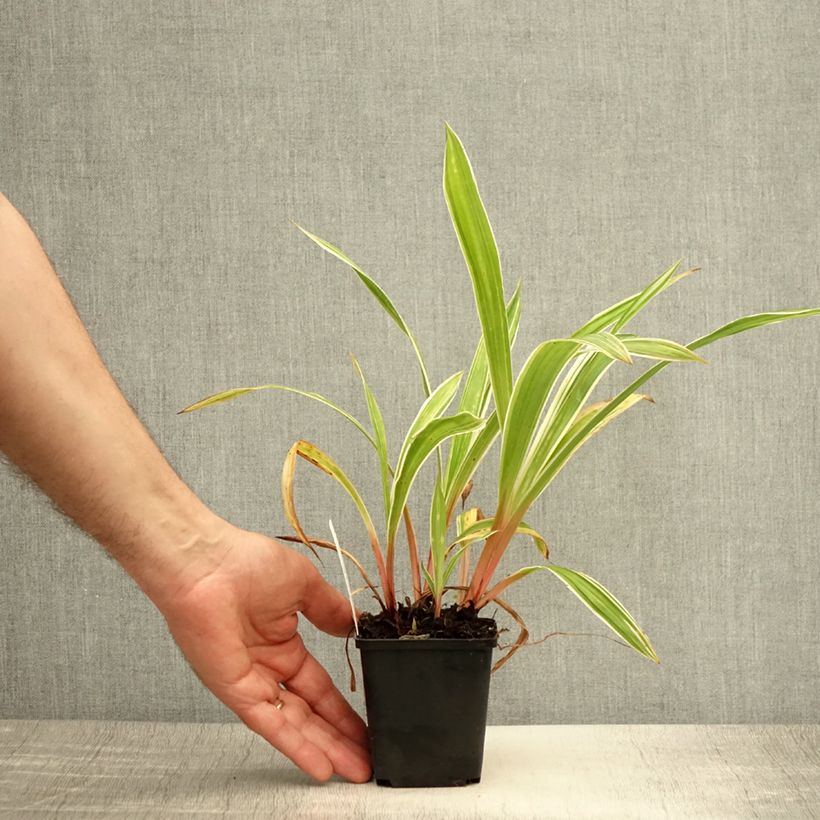 Spécimen de Carex siderosticha Variegata - Laîche Godet de 8/9 cm tel que livré en été