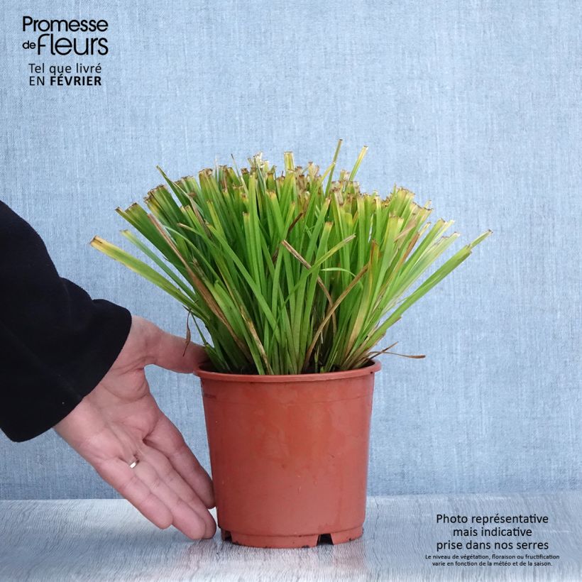Spécimen de Carex sylvatica - Laîche des bois Pot de 1L/1,5L tel que livré en hiver