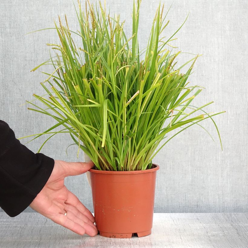 Spécimen de Carex sylvatica - Laîche des bois - Pot de 1L/1,5L tel que livré au printemps