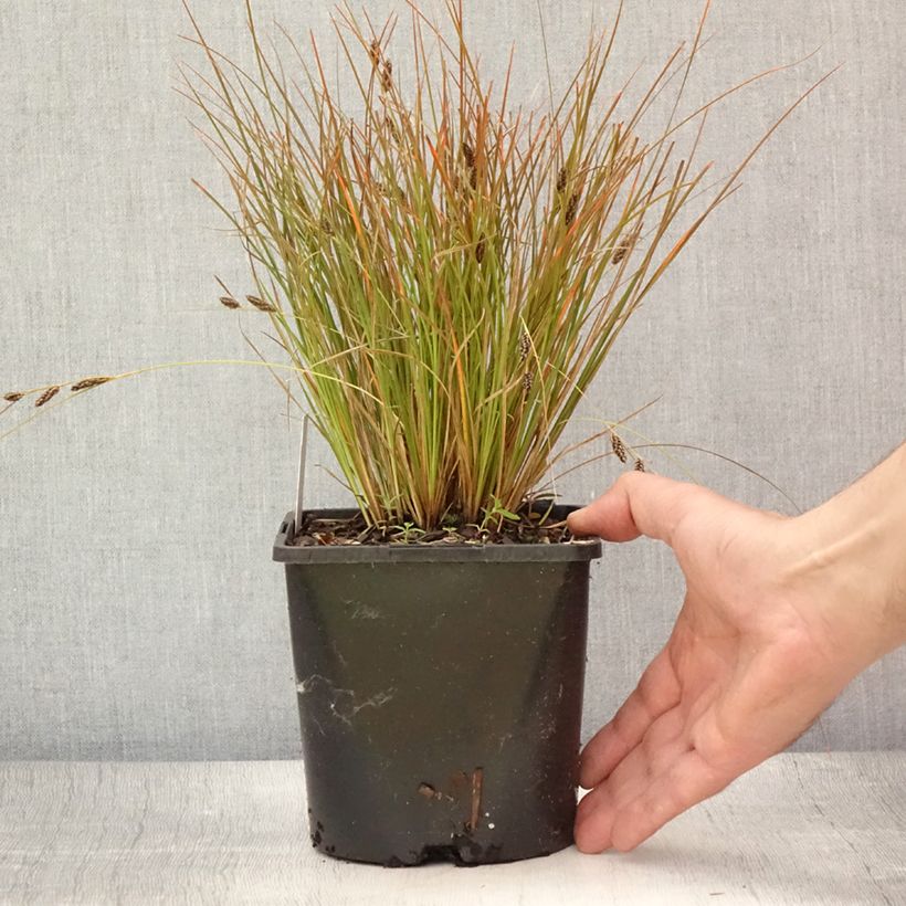 Spécimen de Carex testacea Prairie Fire - Laîche orange Pot de 2L/3L tel que livré en été