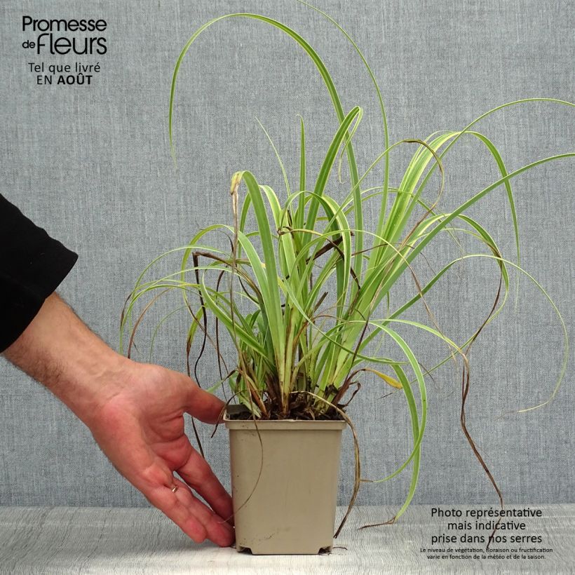 Spécimen de Carex trifida Rekohu Sunrise - Laîche Godet de 8/9 cm tel que livré en été