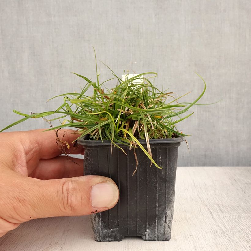 Spécimen de Carex umbrosa - Laîche des ombrages Godet de 8/9 cm tel que livré en été