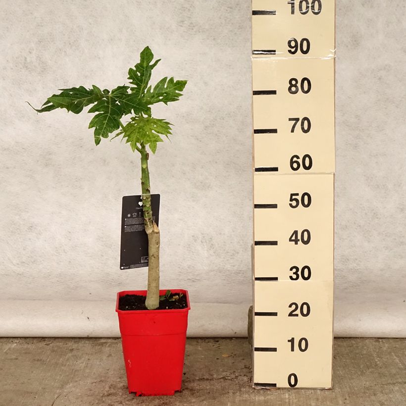 Spécimen de Carica papaya- Papayer Pot de 6L/7L tel que livré en été