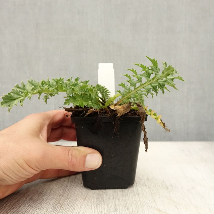 Spécimen de Carlina acaulis ssp. simplex Bronze - Carline des Alpes Godet de 8/9 cm tel que livré en automne