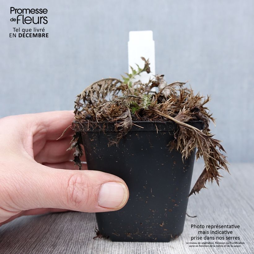 Spécimen de Carlina acaulis ssp. simplex - Carline à tige courte, des Alpes Godet de 8/9 cm tel que livré en automne