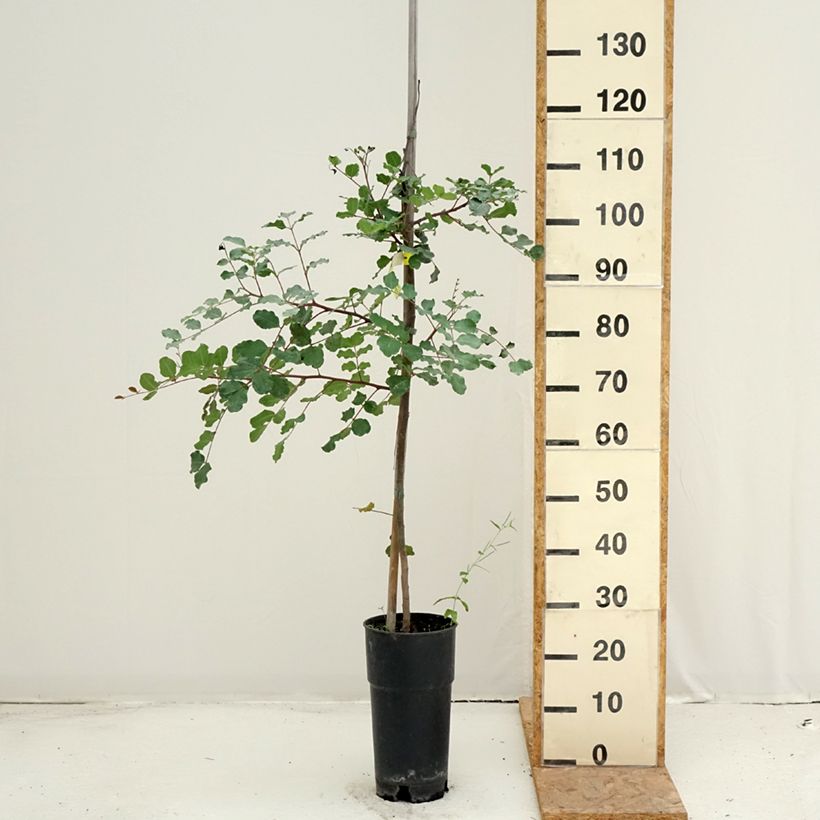 Spécimen de Caroubier - Ceratonia siliqua Pot de 6L/7L tel que livré en été