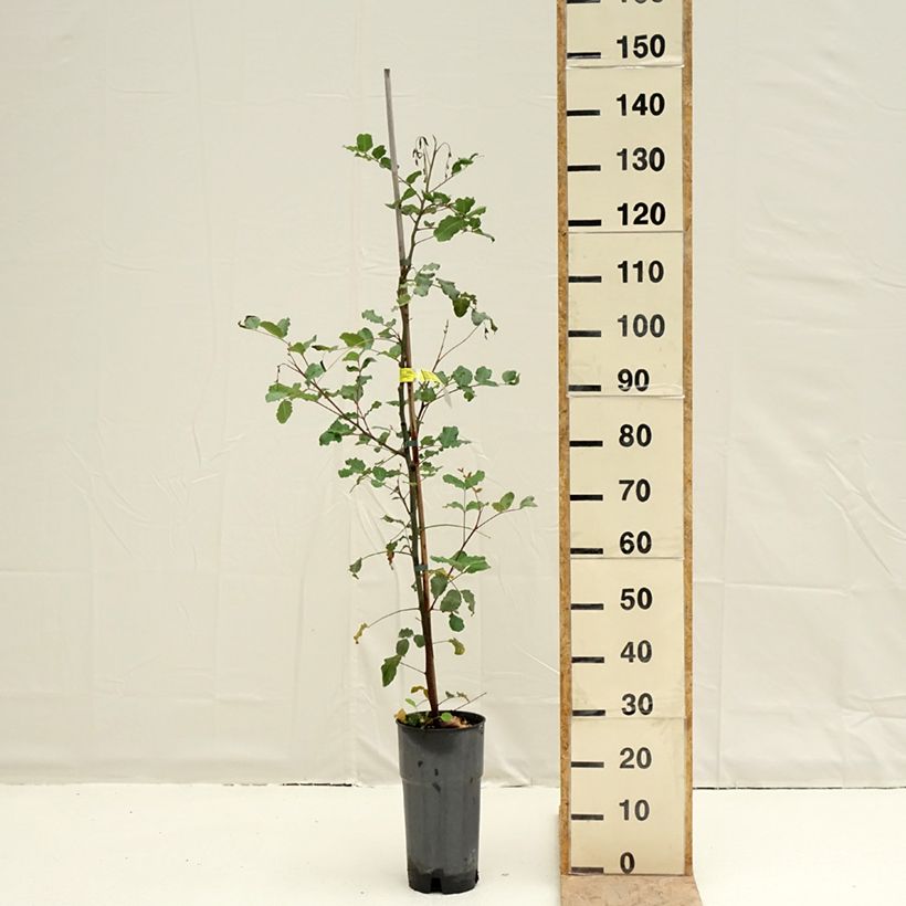 Spécimen de Caroubier - Ceratonia siliqua Pot de 6L/7L tel que livré au printemps