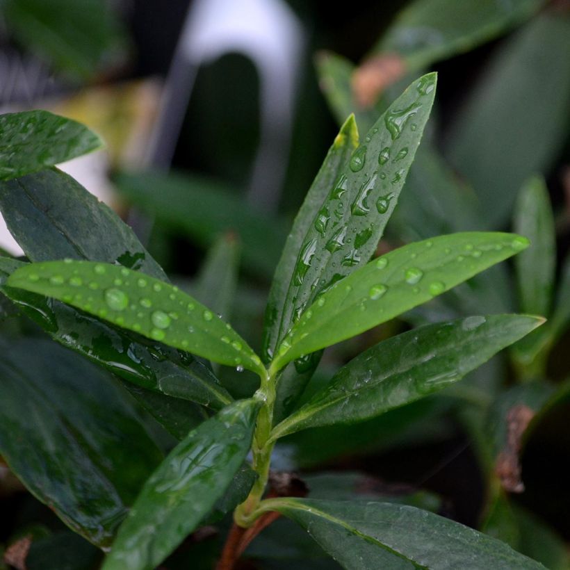 Carpenteria californica - Carpentière de Californie (Feuillage)