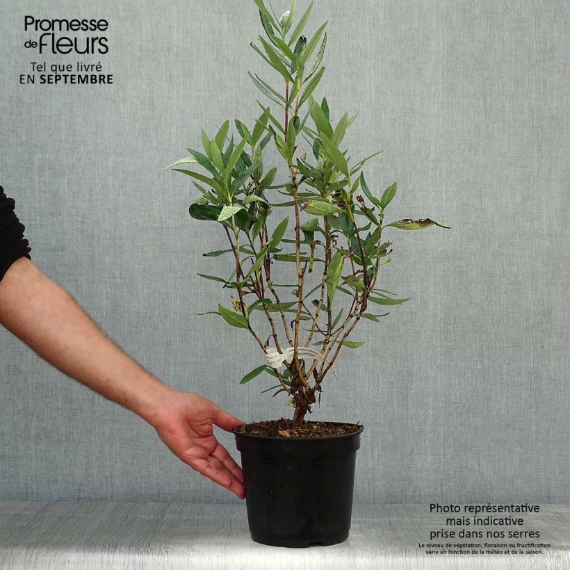 Spécimen de Carpenteria californica - Carpentière de Californie Pot de 3L/4L tel que livré en automne