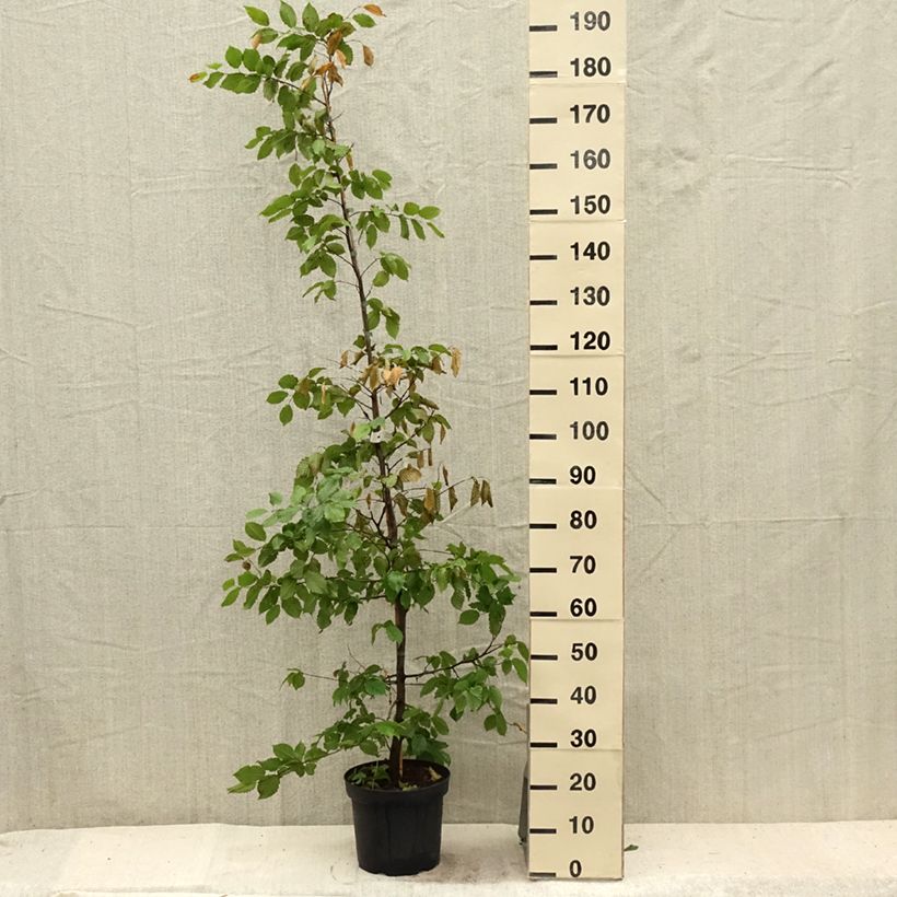 Spécimen de Carpinus betulus - Charme commun, Charmille  Pot de 4L/5L tel que livré en été