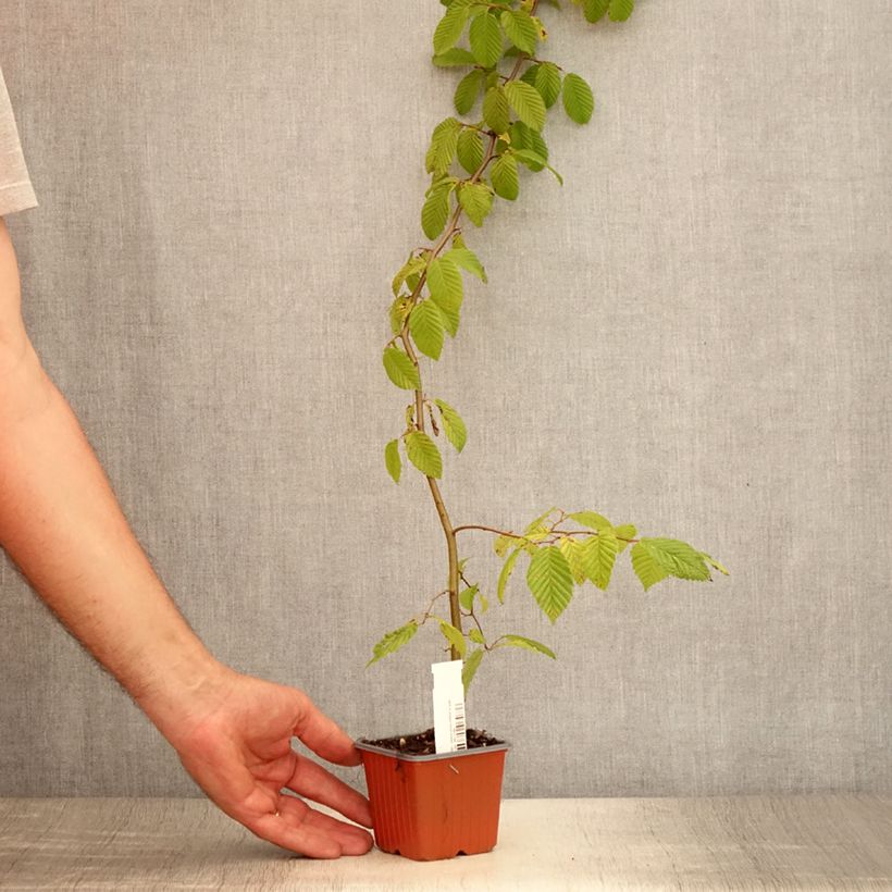 Spécimen de Carpinus betulus - Charme commun, Charmille  Godet de 8/9 cm tel que livré en été