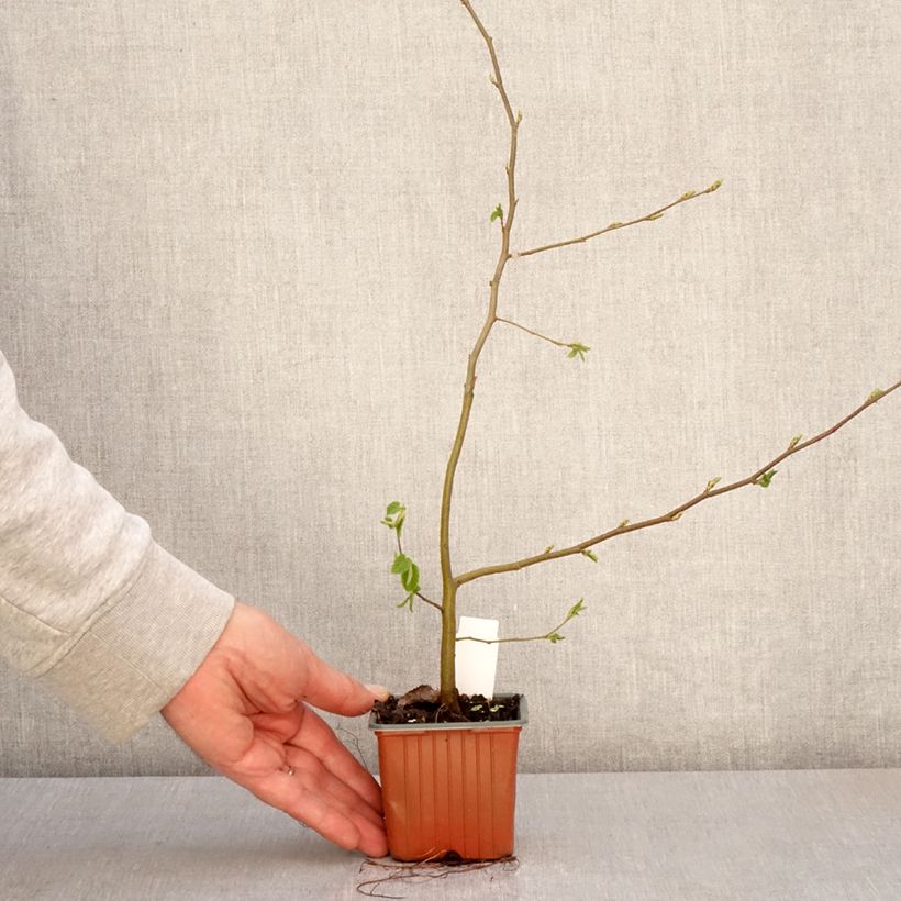 Spécimen de Carpinus betulus - Charme commun, Charmille  Godet de 8/9 cmHauteur livrée env. 10/15cm tel que livré au printemps