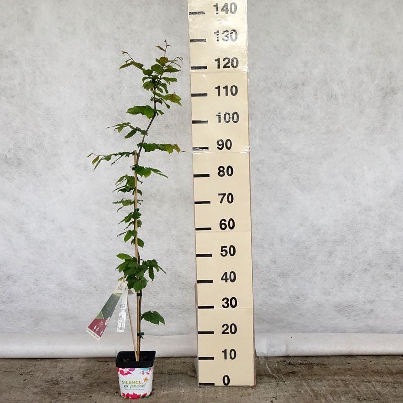 Spécimen de Carpinus betulus - Charme commun, Charmille  Pot de 2L/3LHauteur livrée env. 50/60cm tel que livré au printemps