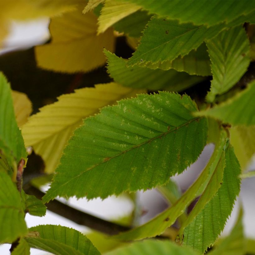 Carpinus betulus Fastigiata - Charme fastigié (Feuillage)