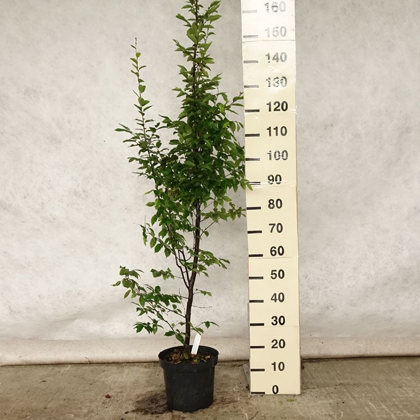Spécimen de Carpinus betulus Fastigiata - Charme fastigié en pot de 4/5L tel que livré en été