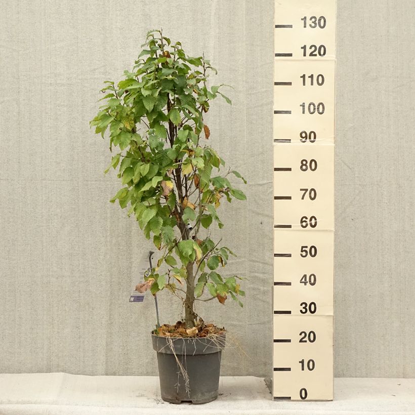 Spécimen de Carpinus betulus Fastigiata Monument - Charme commun fastigié Pot de 7,5L/10L tel que livré en été