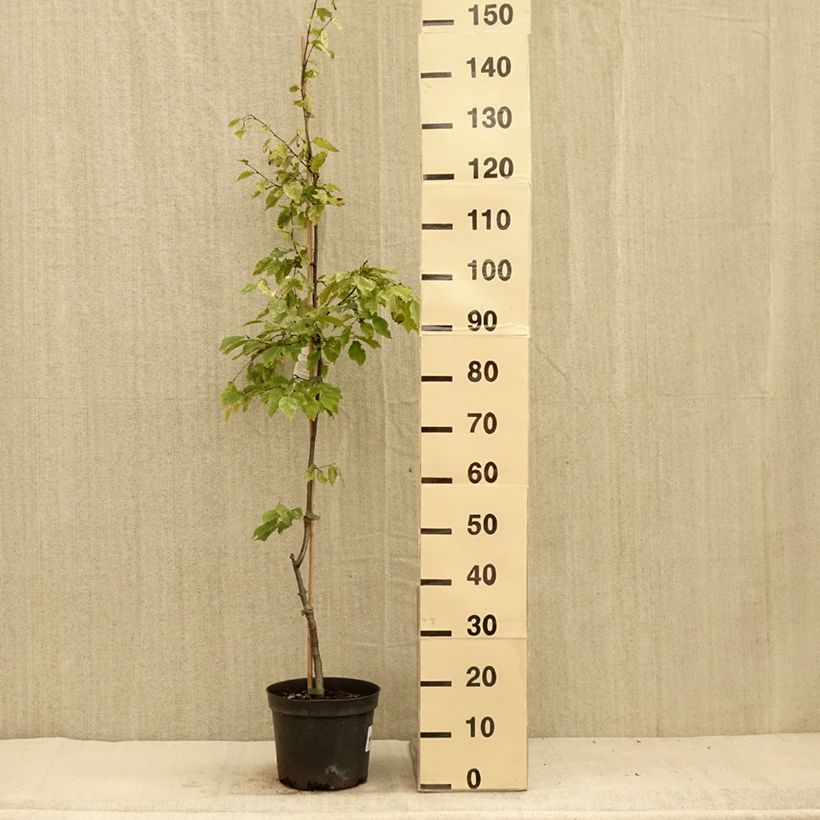 Spécimen de Carpinus betulus Foliis Argenteovariegatis Pendula  Pot de 4L/5L tel que livré en été