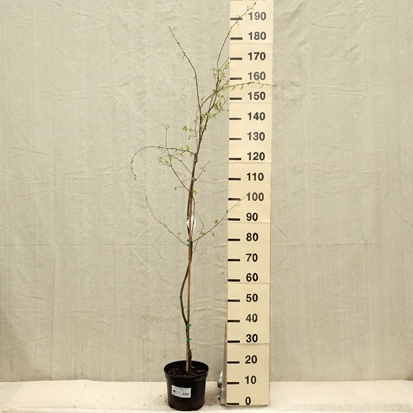 Spécimen de Carpinus betulus Foliis Argenteovariegatis Pendula  - Pot de 4L/5L tel que livré au printemps