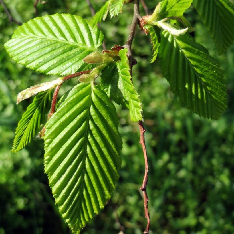 Carpinus betulus Frans Fontaine - Charme commun (Port)