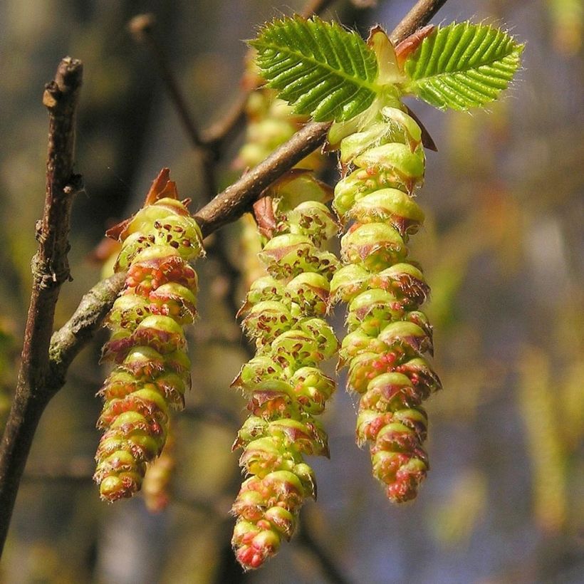 Carpinus betulus Frans Fontaine - Charme commun (Floraison)