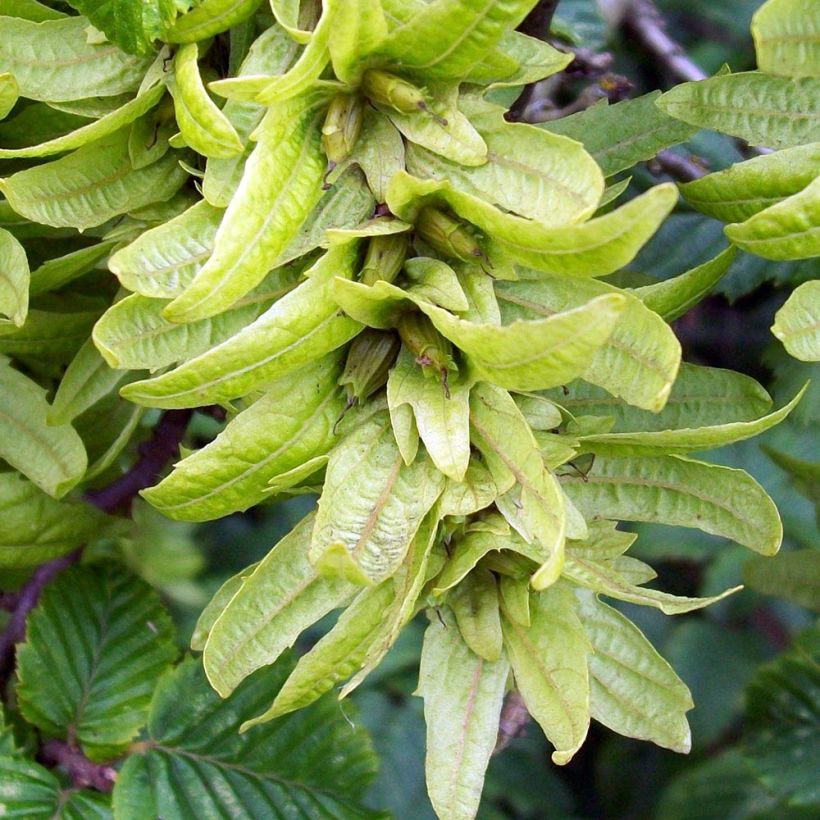 Carpinus betulus Frans Fontaine - Charme commun (Récolte)