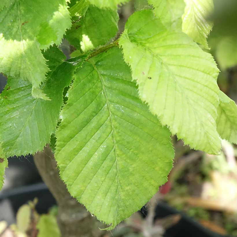 Carpinus betulus Globus - Charme commun globuleux (Feuillage)
