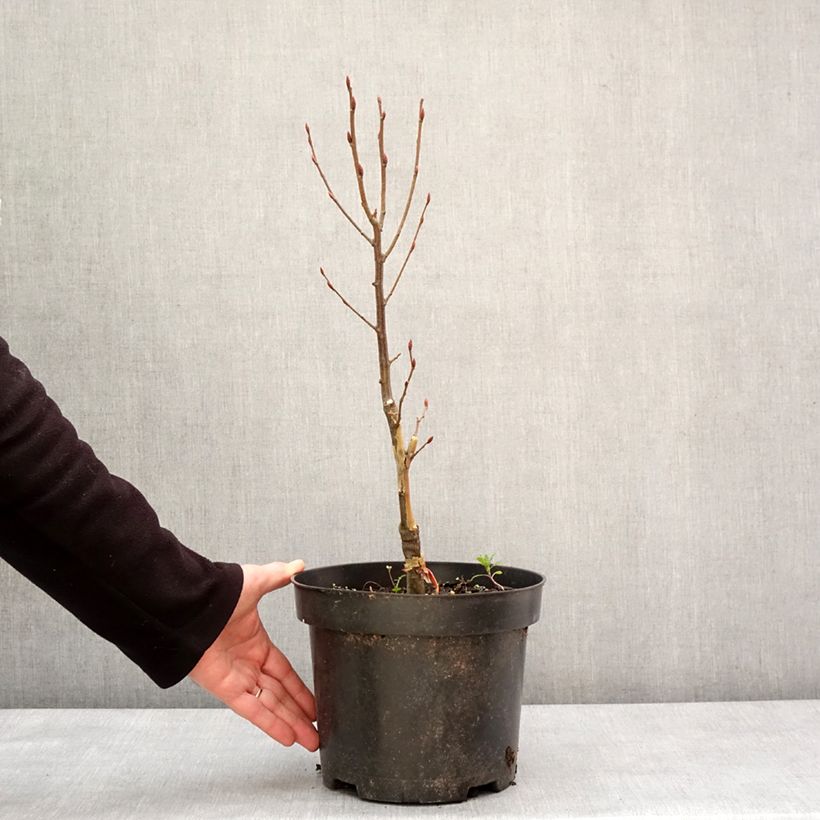 Spécimen de Carpinus betulus Globus - Charme commun globuleux Pot de 4L/5L tel que livré en hiver