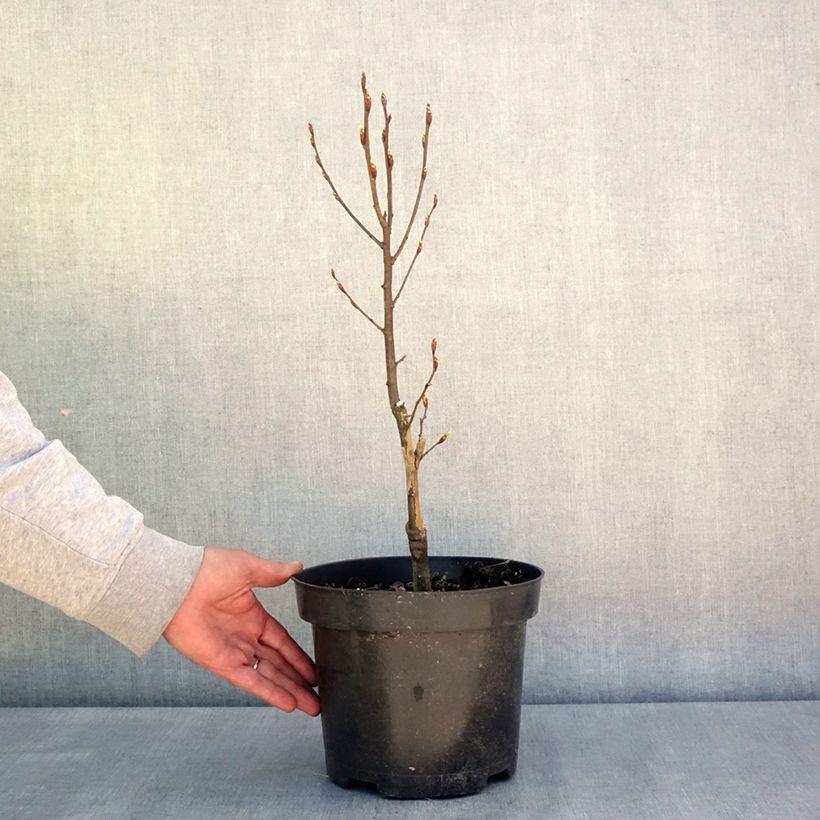 Spécimen de Carpinus betulus Globus - Charme commun globuleux - Pot de 4L/5L tel que livré au printemps