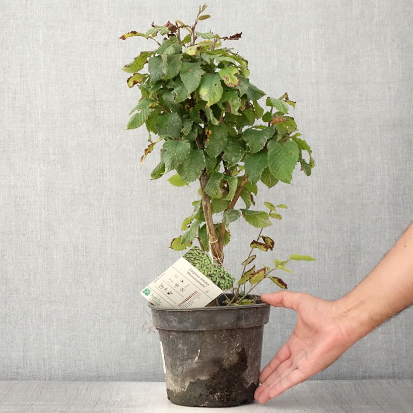 Spécimen de Carpinus betulus Monumentalis - Charme commun Pot de 3L/4L tel que livré en été