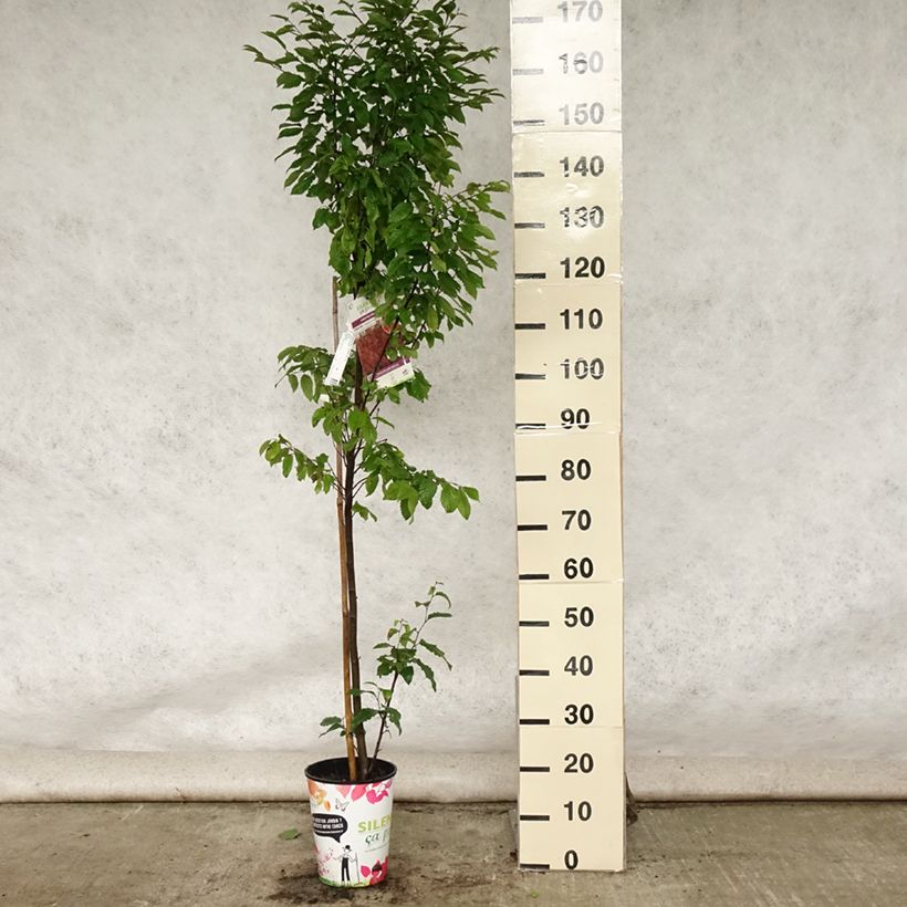 Spécimen de Carpinus betulus Orange Retz - Charme commun  Pot de 4L/5L tel que livré en été