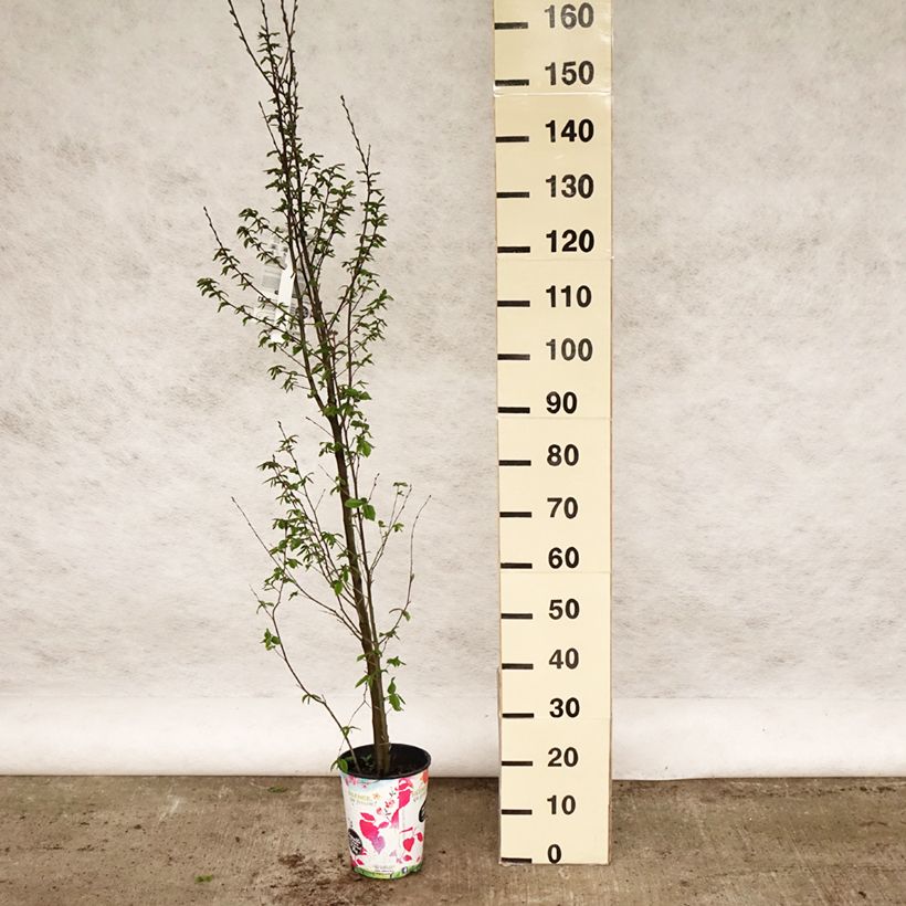 Spécimen de Carpinus betulus Orange Retz - Charme commun  Pot de 4L/5L tel que livré au printemps