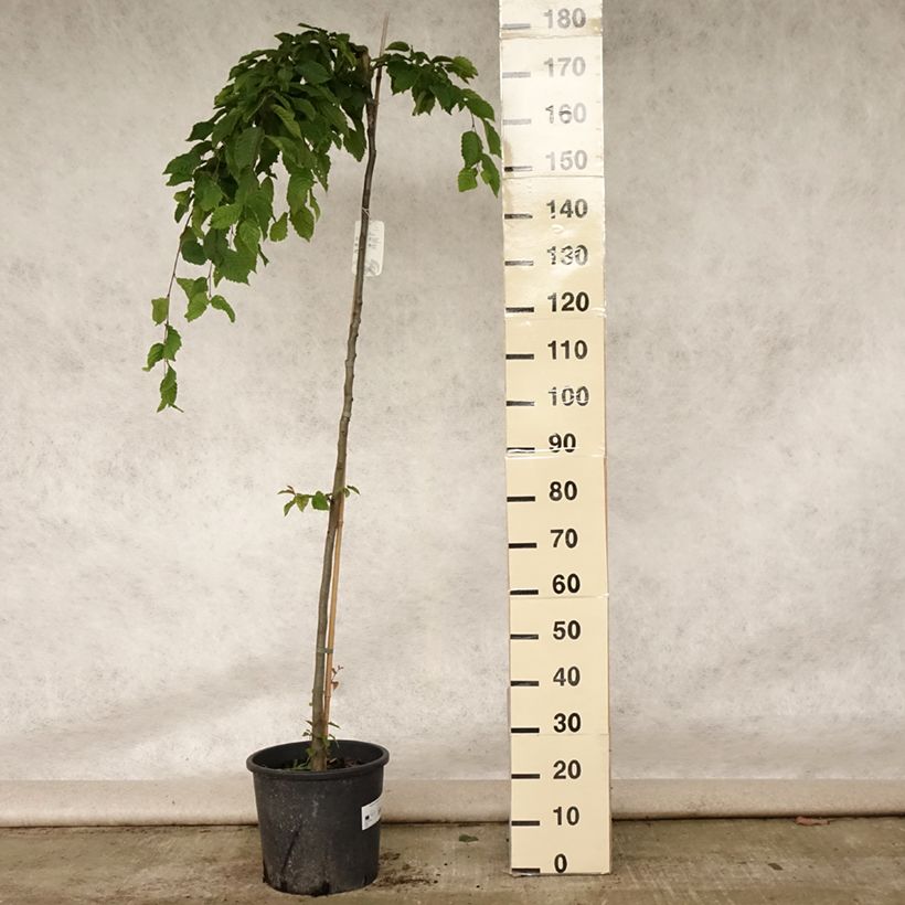 Spécimen de Carpinus betulus Pendula - Charme commun pleureur Pot de 12L/15L, Tige tel que livré en été