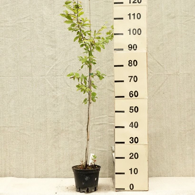Spécimen de Carpinus betulus Quercifolia - Charme à feuilles de chêne Pot de 2L/3L tel que livré en été
