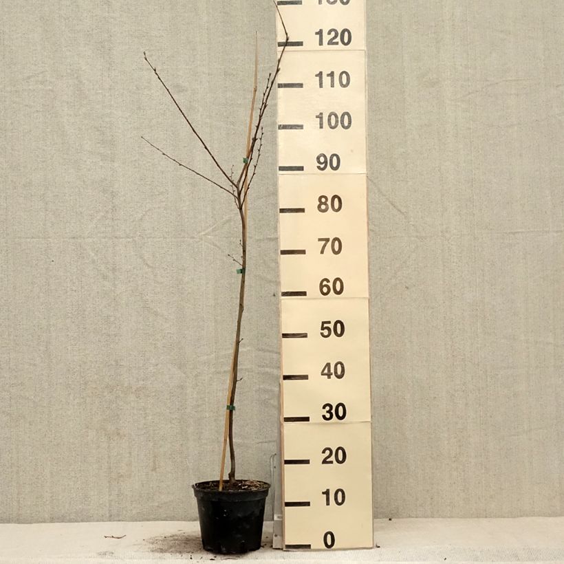 Spécimen de Carpinus betulus Quercifolia - Charme à feuilles de chêne Pot de 2L/3LHauteur livrée env. 60/80cm tel que livré au printemps
