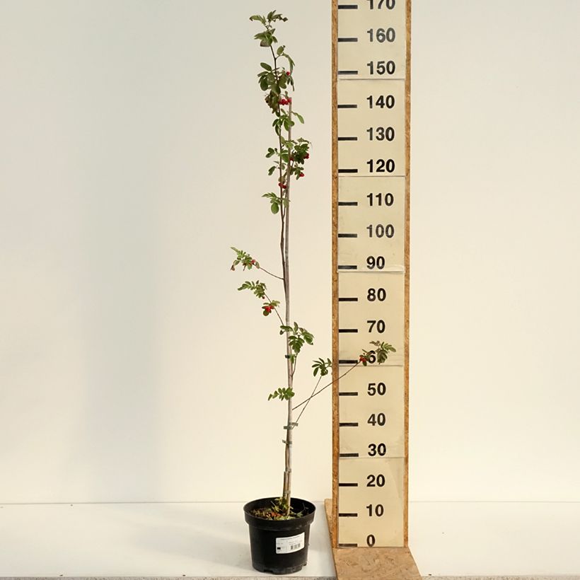 Spécimen de Carpinus betulus Quercifolia - Charme à feuilles de chêne Pot de 4L/5L tel que livré en été