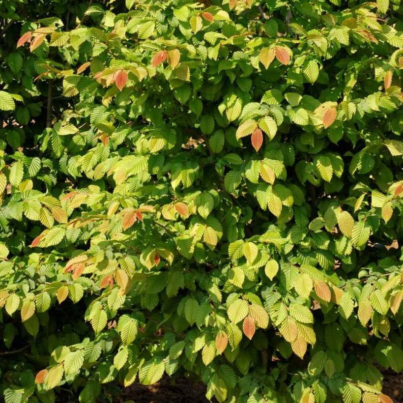 Carpinus betulus Stegemanns Primus - Charme commun (Feuillage)